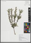 Foto von Salix repens subsp. rosmarinifolia (L.) Andersson